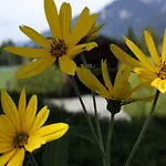 Am Wolfgangsee Appartement
