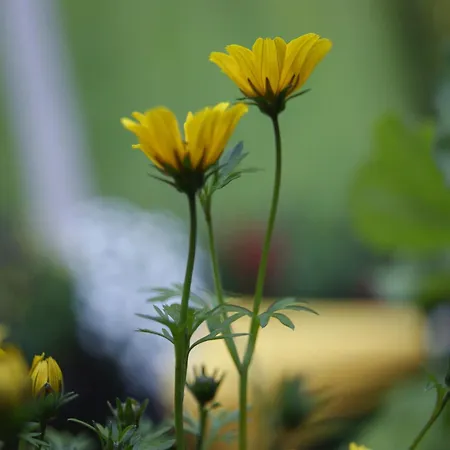 Am Wolfgangsee * Strobl